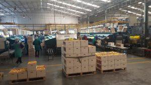 Centrimerca Ruchey visita
